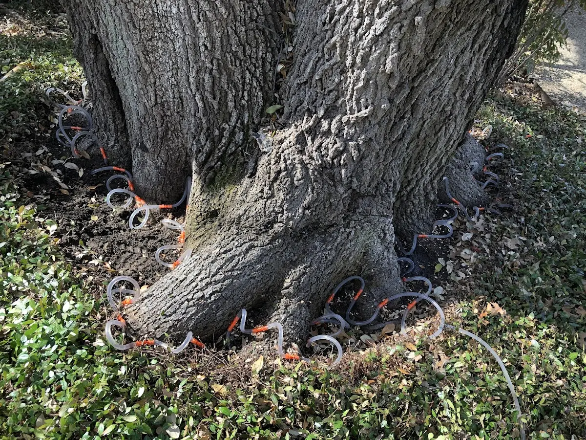 Detailed Tree Cabling and Bracing job site in Weimar