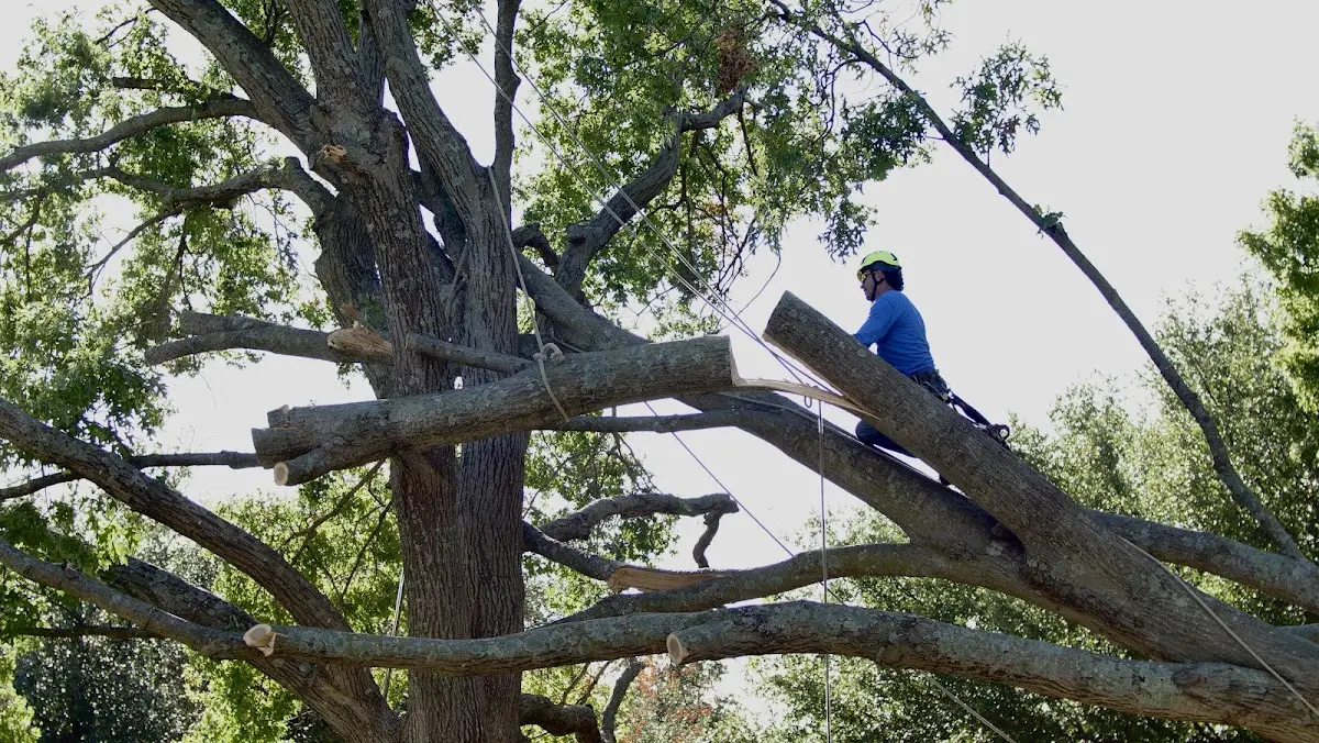 Professional Hazardous Tree Removal performed by certified arborists in Weimar